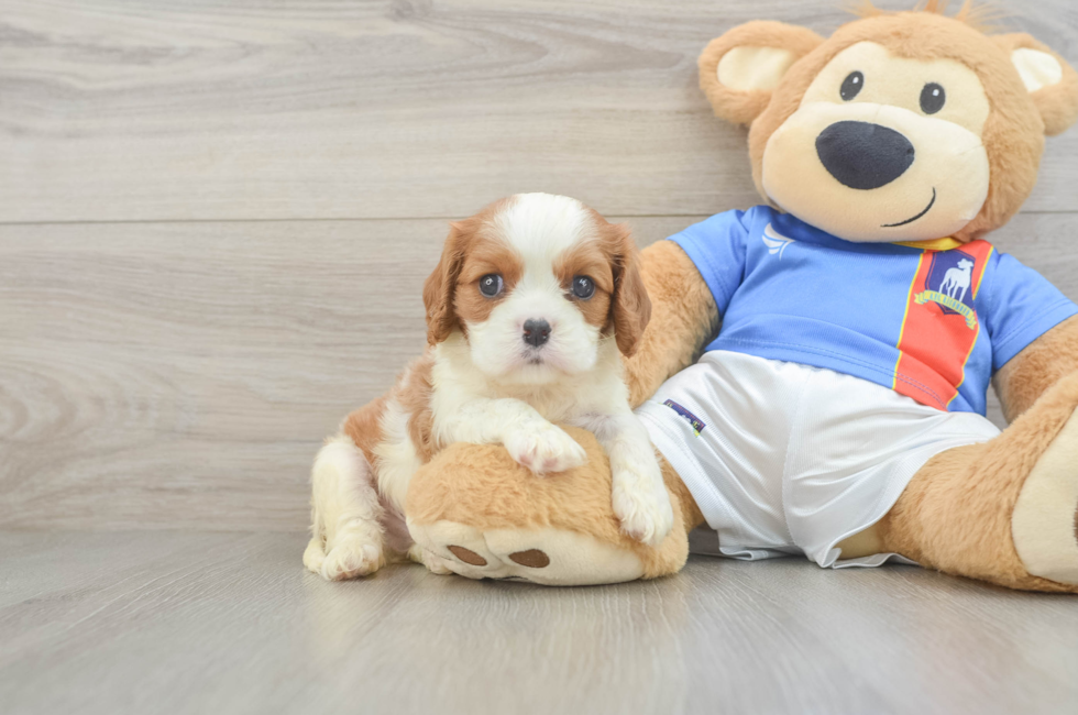 5 week old Cavalier King Charles Spaniel Puppy For Sale - Puppy Love PR