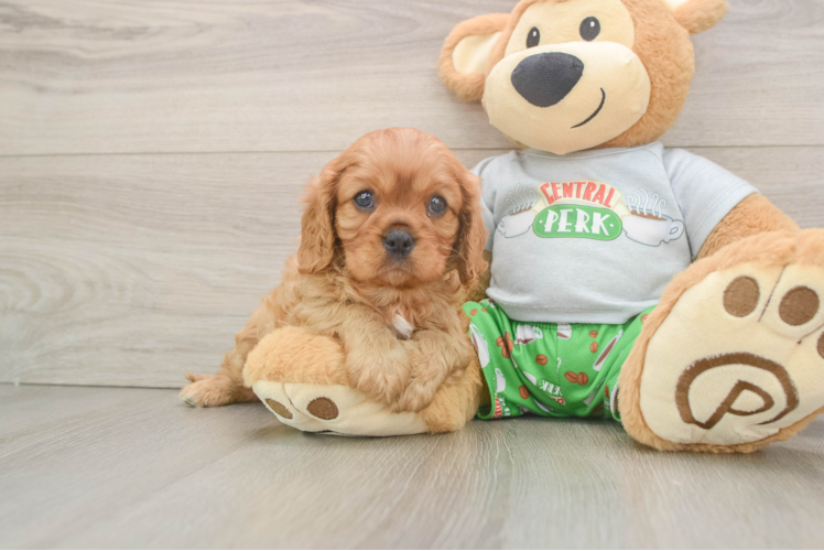 Cavalier King Charles Spaniel Puppy for Adoption