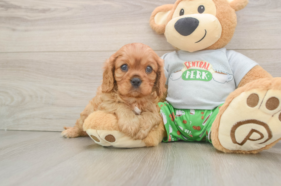 5 week old Cavalier King Charles Spaniel Puppy For Sale - Puppy Love PR