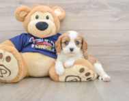 5 week old Cavalier King Charles Spaniel Puppy For Sale - Puppy Love PR