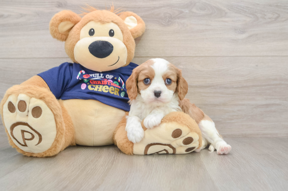 5 week old Cavalier King Charles Spaniel Puppy For Sale - Puppy Love PR