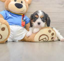 6 week old Cavalier King Charles Spaniel Puppy For Sale - Puppy Love PR