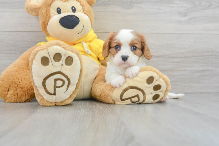 Meet Beverly - our Cavalier King Charles Spaniel Puppy Photo 1/3 - Puppy Love PR Best Cavalier King Charles Spaniel Baby