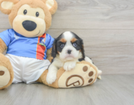 5 week old Cavalier King Charles Spaniel Puppy For Sale - Puppy Love PR