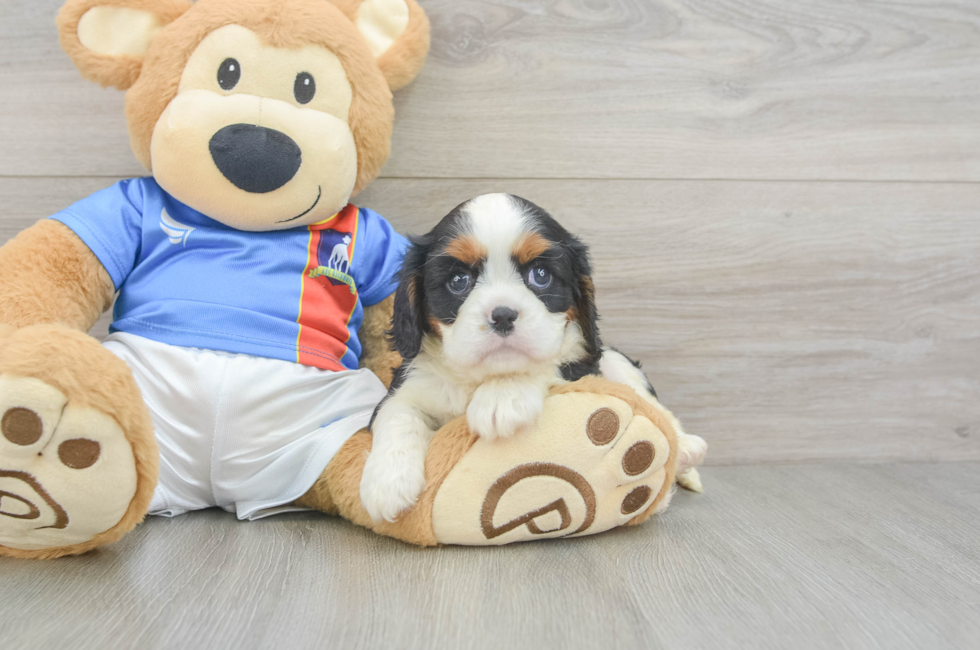5 week old Cavalier King Charles Spaniel Puppy For Sale - Puppy Love PR