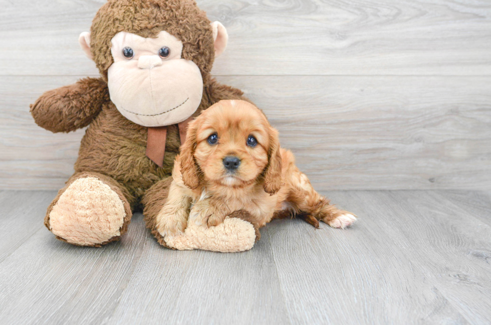 5 week old Cavalier King Charles Spaniel Puppy For Sale - Puppy Love PR