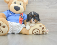 5 week old Cavalier King Charles Spaniel Puppy For Sale - Puppy Love PR