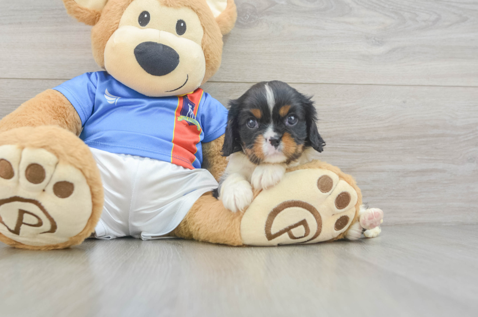 5 week old Cavalier King Charles Spaniel Puppy For Sale - Puppy Love PR