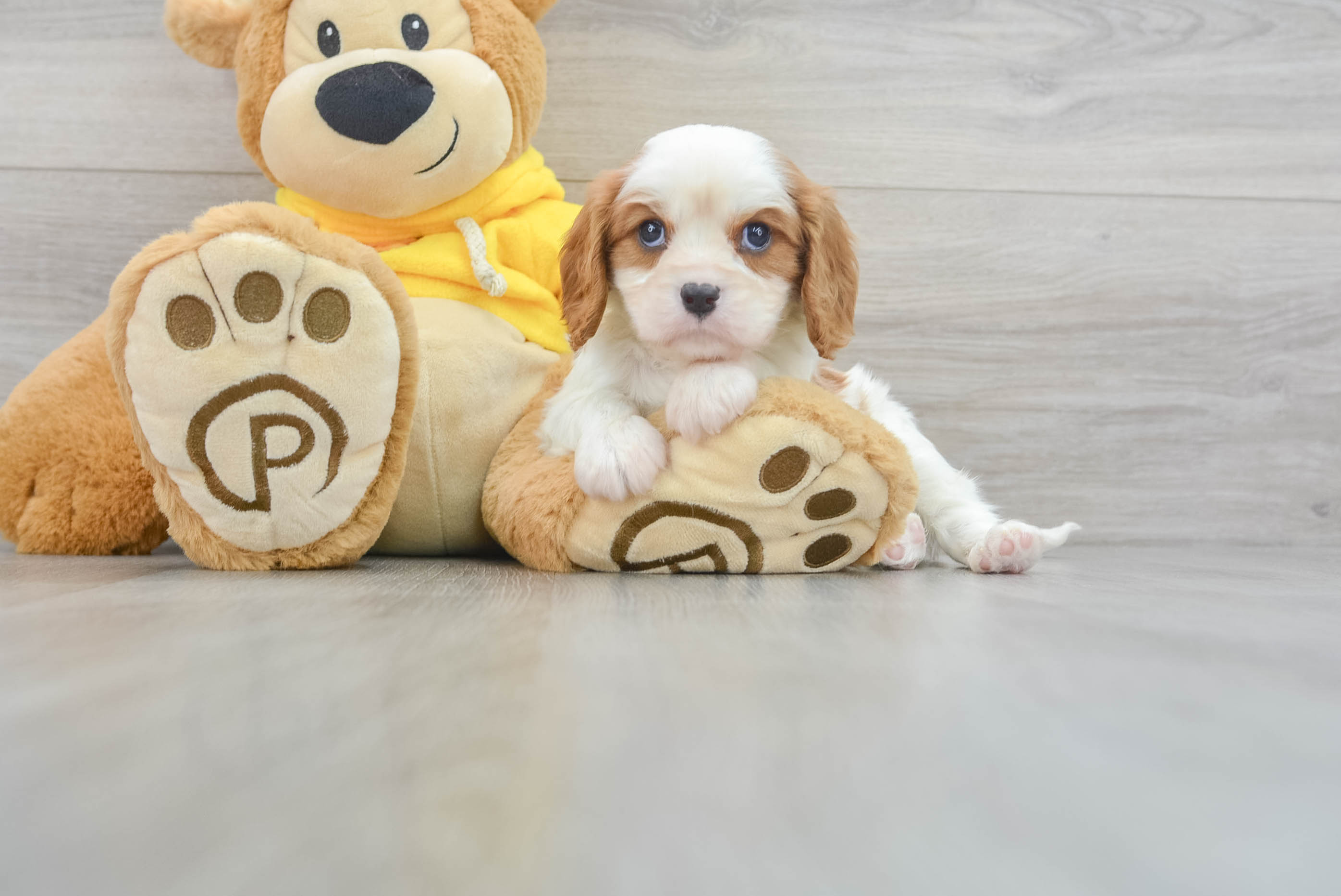 Best Cavalier King Charles Spaniel Baby
