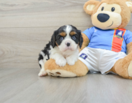 9 week old Cavalier King Charles Spaniel Puppy For Sale - Puppy Love PR