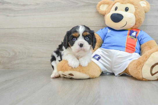 Hypoallergenic Cavalier King Charles Spaniel Purebred Pup