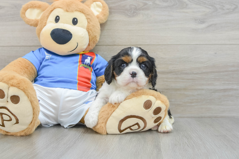 Cavalier King Charles Spaniel Pup Being Cute