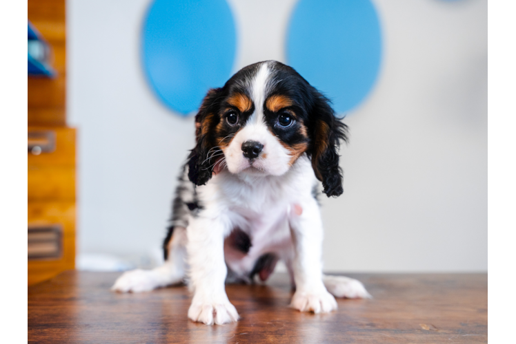 Cute Cavalier King Charles Spaniel Purebred Pup