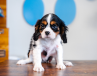 10 week old Cavalier King Charles Spaniel Puppy For Sale - Puppy Love PR