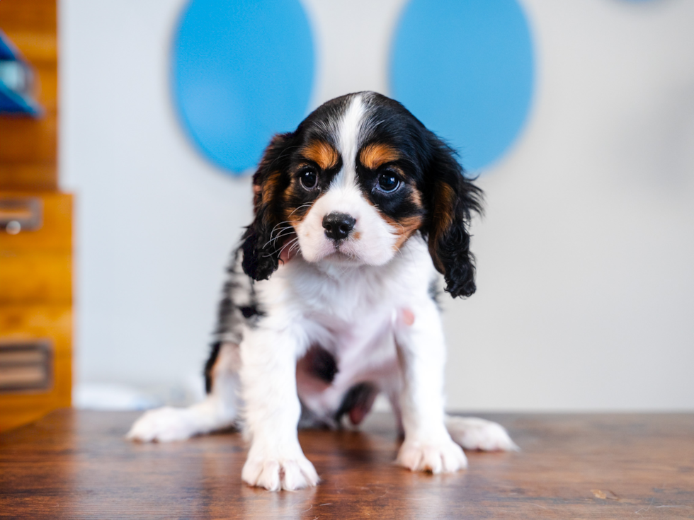 Cute Cavalier King Charles Spaniel Purebred Pup