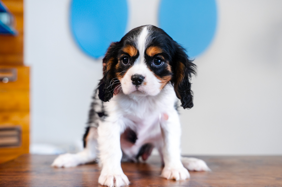 10 week old Cavalier King Charles Spaniel Puppy For Sale - Puppy Love PR