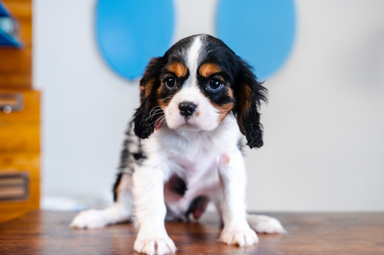 Cute Cavalier King Charles Spaniel Purebred Pup