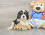 5 week old Cavalier King Charles Spaniel Puppy For Sale - Puppy Love PR