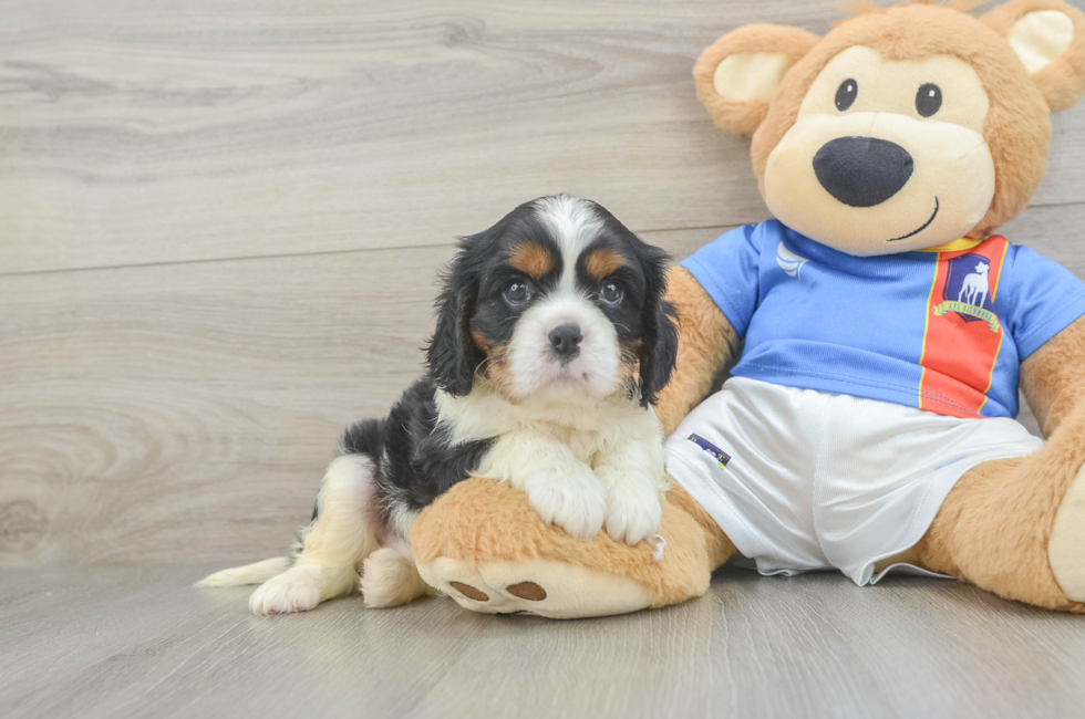 5 week old Cavalier King Charles Spaniel Puppy For Sale - Puppy Love PR