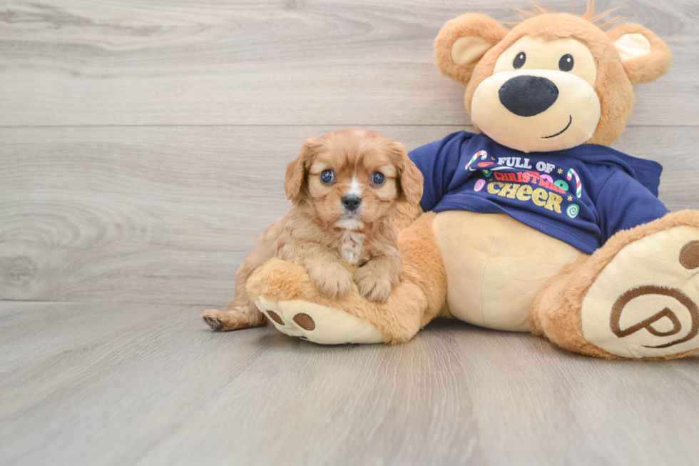 Little Cavalier King Charles Spaniel Baby