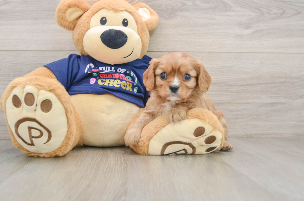 5 week old Cavalier King Charles Spaniel Puppy For Sale - Puppy Love PR