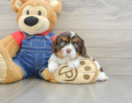 7 week old Cavalier King Charles Spaniel Puppy For Sale - Puppy Love PR