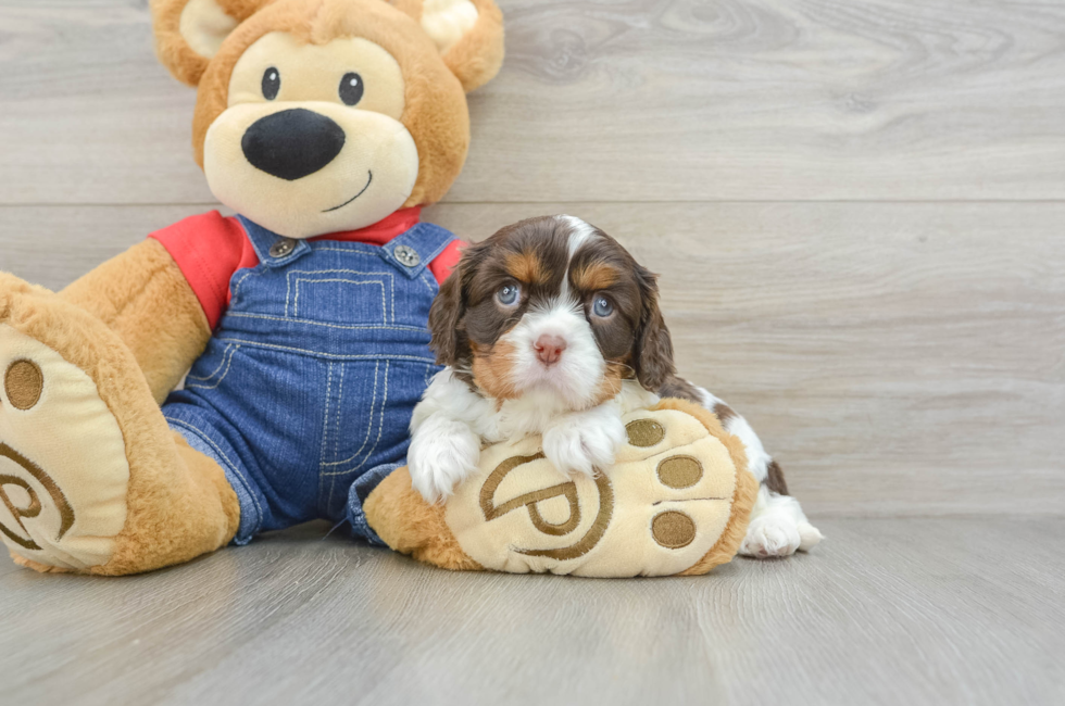 7 week old Cavalier King Charles Spaniel Puppy For Sale - Puppy Love PR