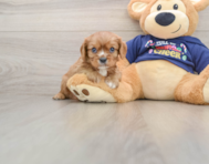 5 week old Cavalier King Charles Spaniel Puppy For Sale - Puppy Love PR