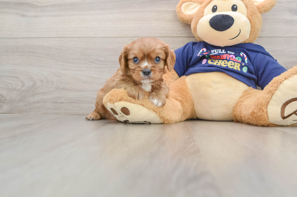 5 week old Cavalier King Charles Spaniel Puppy For Sale - Puppy Love PR