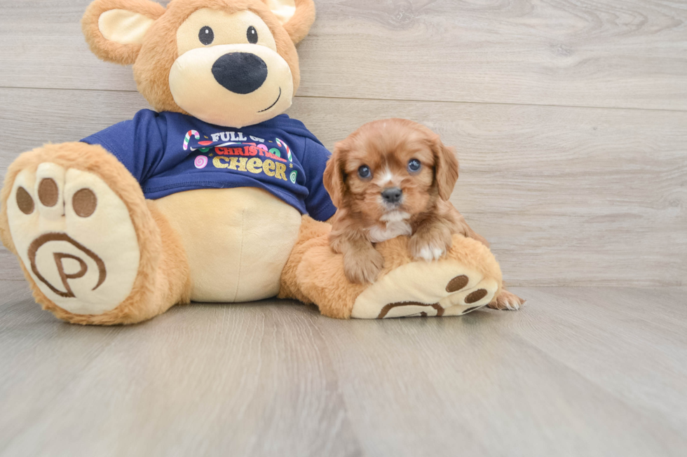 Cavalier King Charles Spaniel Pup Being Cute