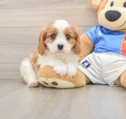 6 week old Cavalier King Charles Spaniel Puppy For Sale - Puppy Love PR