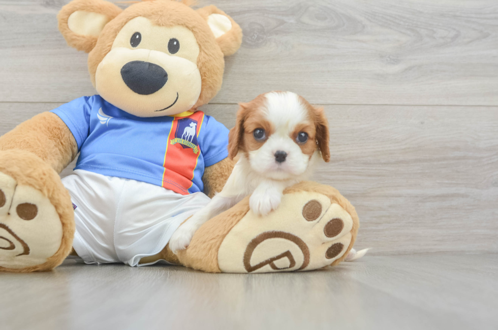 5 week old Cavalier King Charles Spaniel Puppy For Sale - Puppy Love PR