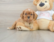 5 week old Cavalier King Charles Spaniel Puppy For Sale - Puppy Love PR