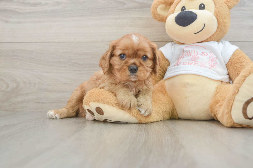 5 week old Cavalier King Charles Spaniel Puppy For Sale - Puppy Love PR