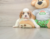 5 week old Cavalier King Charles Spaniel Puppy For Sale - Puppy Love PR