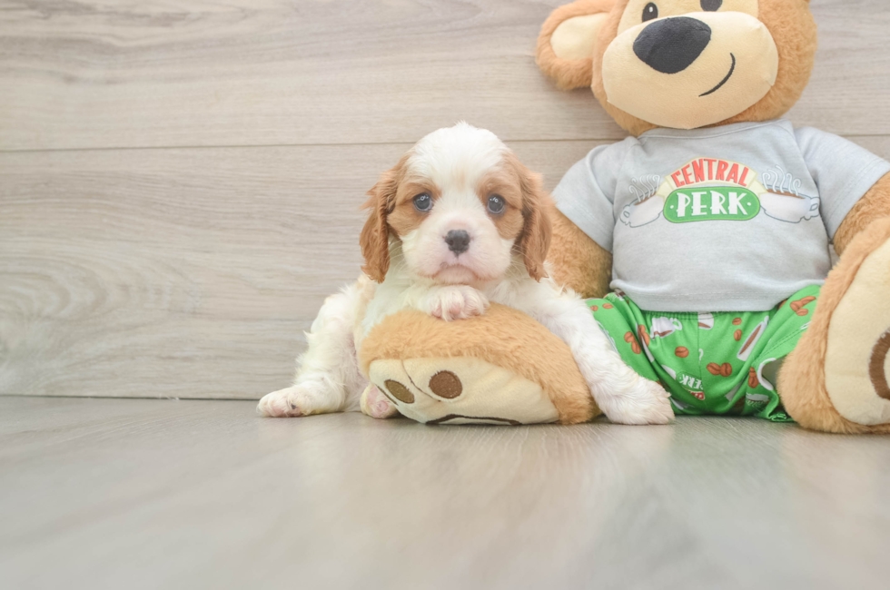 5 week old Cavalier King Charles Spaniel Puppy For Sale - Puppy Love PR