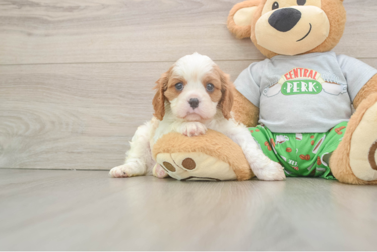 Meet Buck - our Cavalier King Charles Spaniel Puppy Photo 1/3 - Puppy Love PR Fluffy Cavalier Purebred Puppy