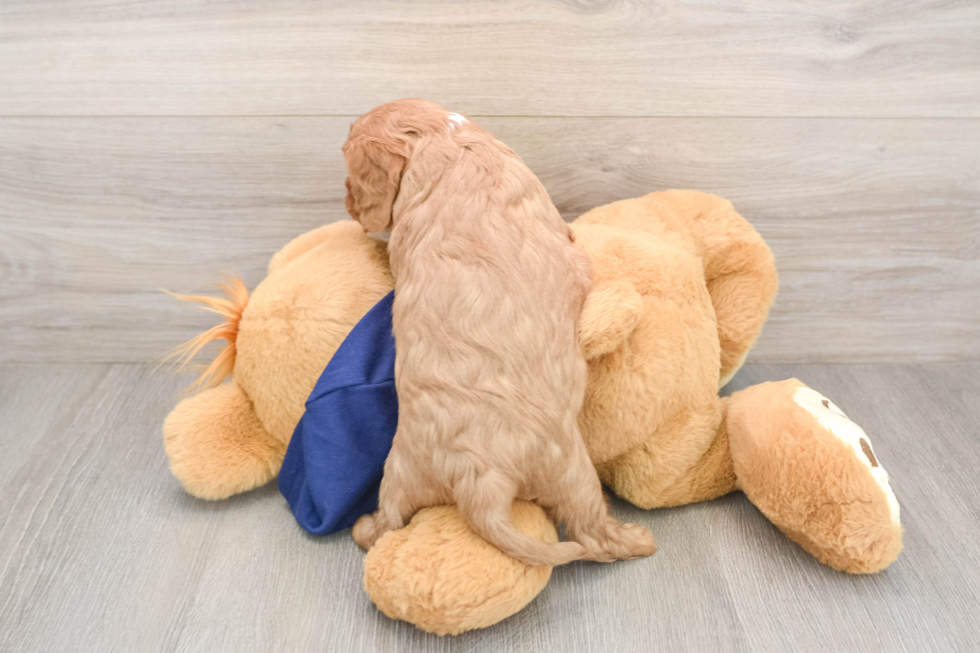 Akc Registered Cavalier King Charles Spaniel Purebred Pup