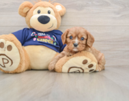 5 week old Cavalier King Charles Spaniel Puppy For Sale - Puppy Love PR