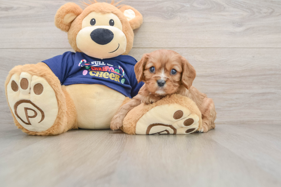 Friendly Cavalier King Charles Spaniel Purebred Pup