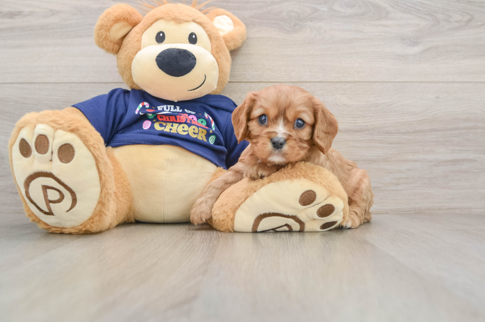 5 week old Cavalier King Charles Spaniel Puppy For Sale - Puppy Love PR