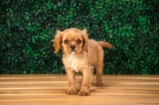 Cute Aussiechon Baby