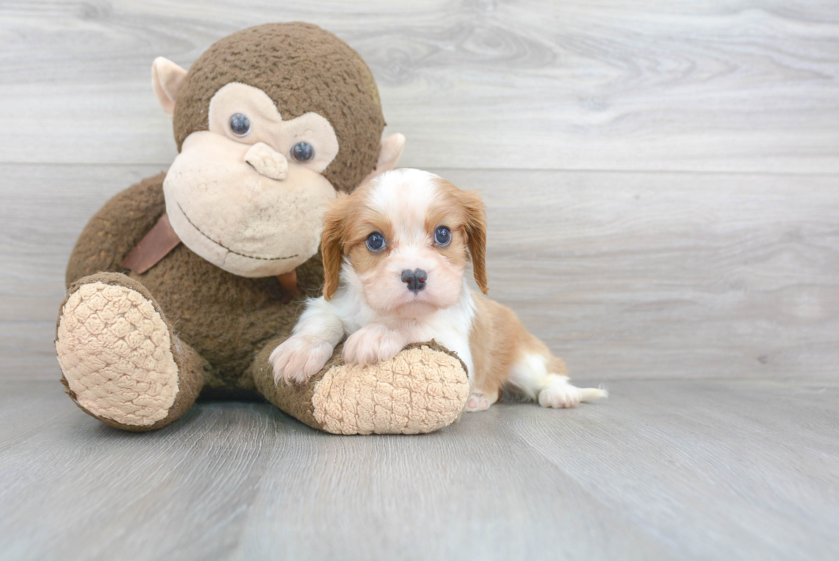 Best Cavalier King Charles Spaniel Baby