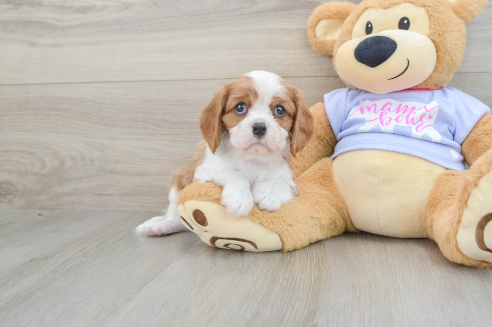 Cavalier King Charles Spaniel Puppy for Adoption