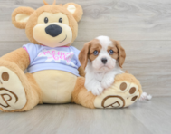 7 week old Cavalier King Charles Spaniel Puppy For Sale - Puppy Love PR