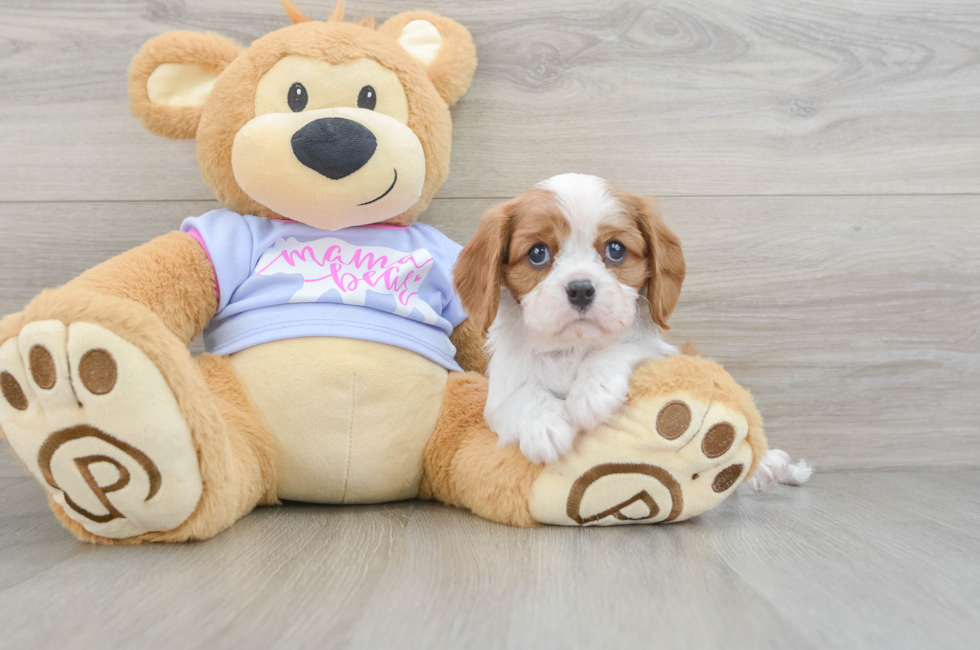 5 week old Cavalier King Charles Spaniel Puppy For Sale - Puppy Love PR