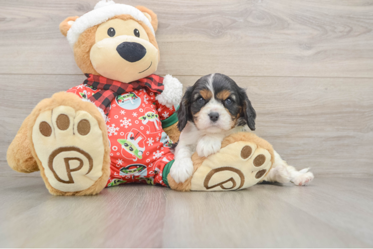 Cavalier King Charles Spaniel Pup Being Cute