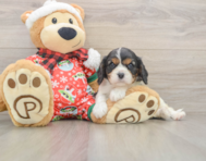 5 week old Cavalier King Charles Spaniel Puppy For Sale - Puppy Love PR