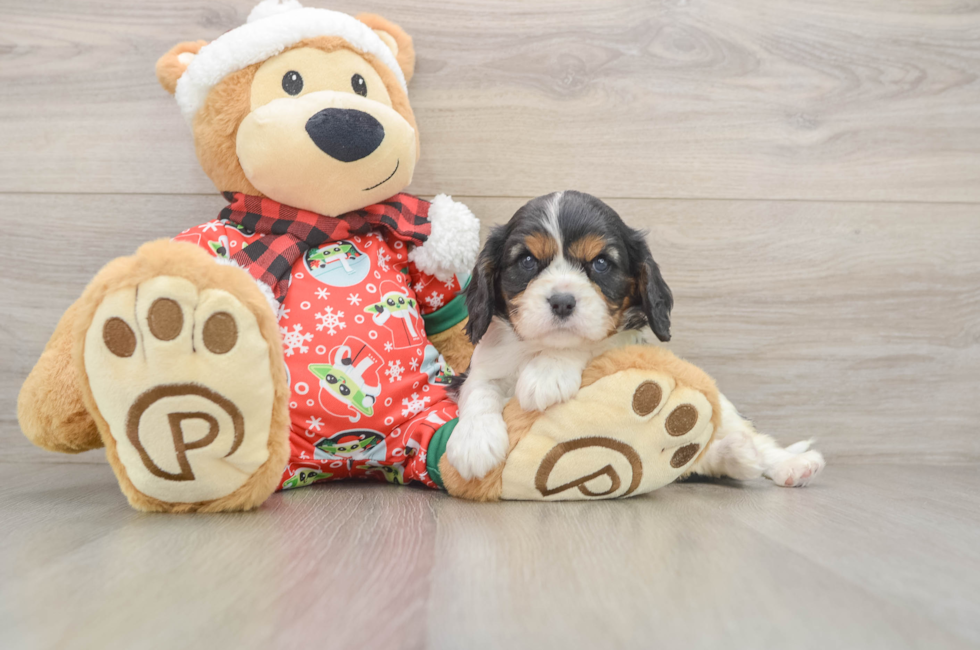 5 week old Cavalier King Charles Spaniel Puppy For Sale - Puppy Love PR