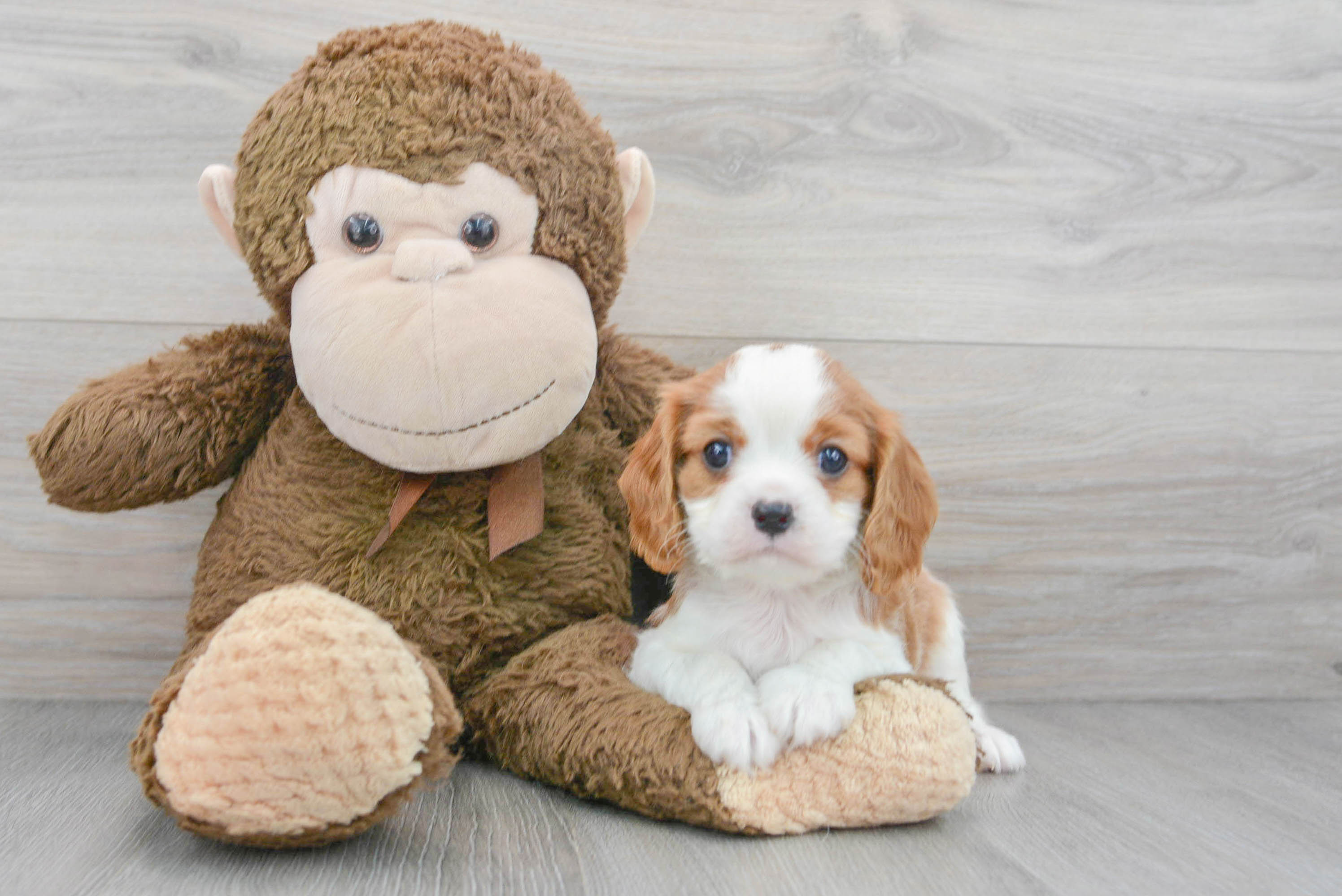 Sweet Cavalier King Charles Spaniel Purebred Puppy